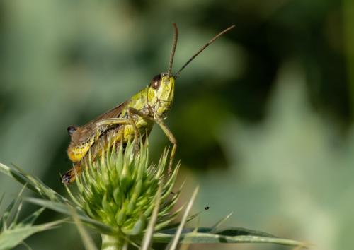 Réf. 325 092 : Pseudochorthippus parallelus parallelus